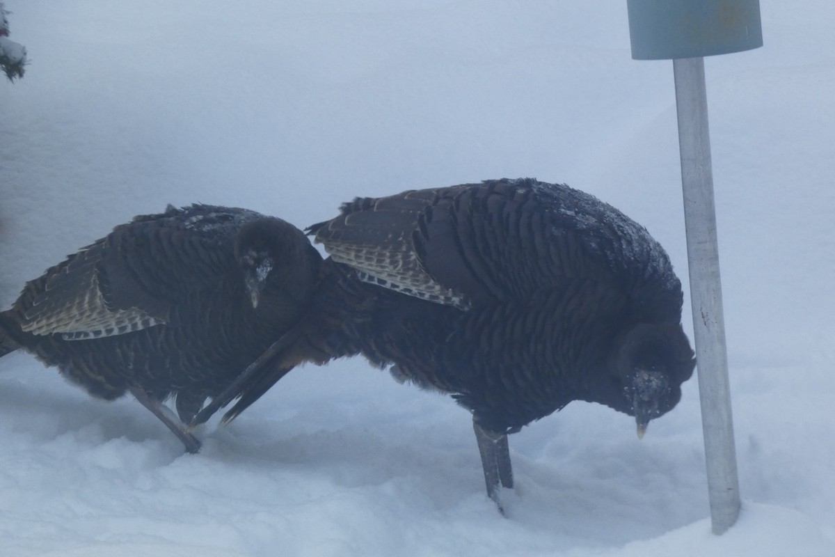 krocan divoký - ML647578366