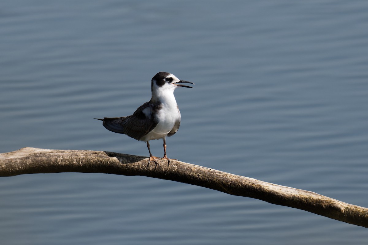 rybák černý - ML647578367