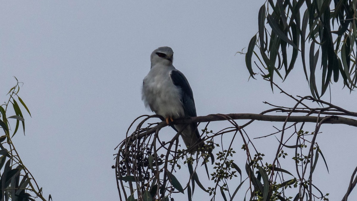 luněc šedý - ML647578368