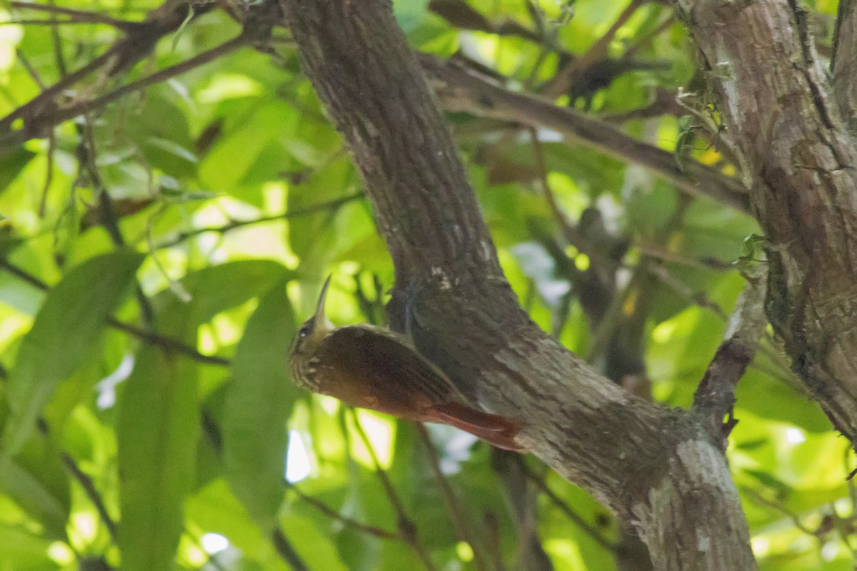 Lesser Woodcreeper - ML647578371