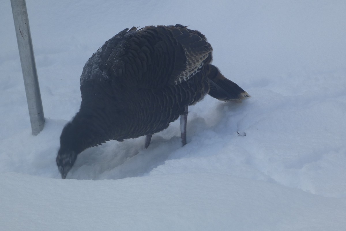 krocan divoký - ML647578372