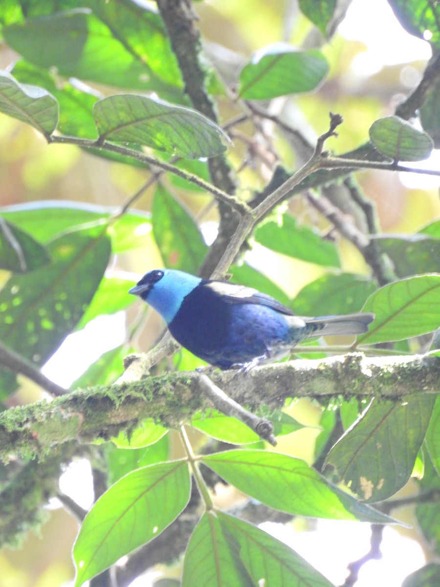 Blue-necked Tanager - ML647578373