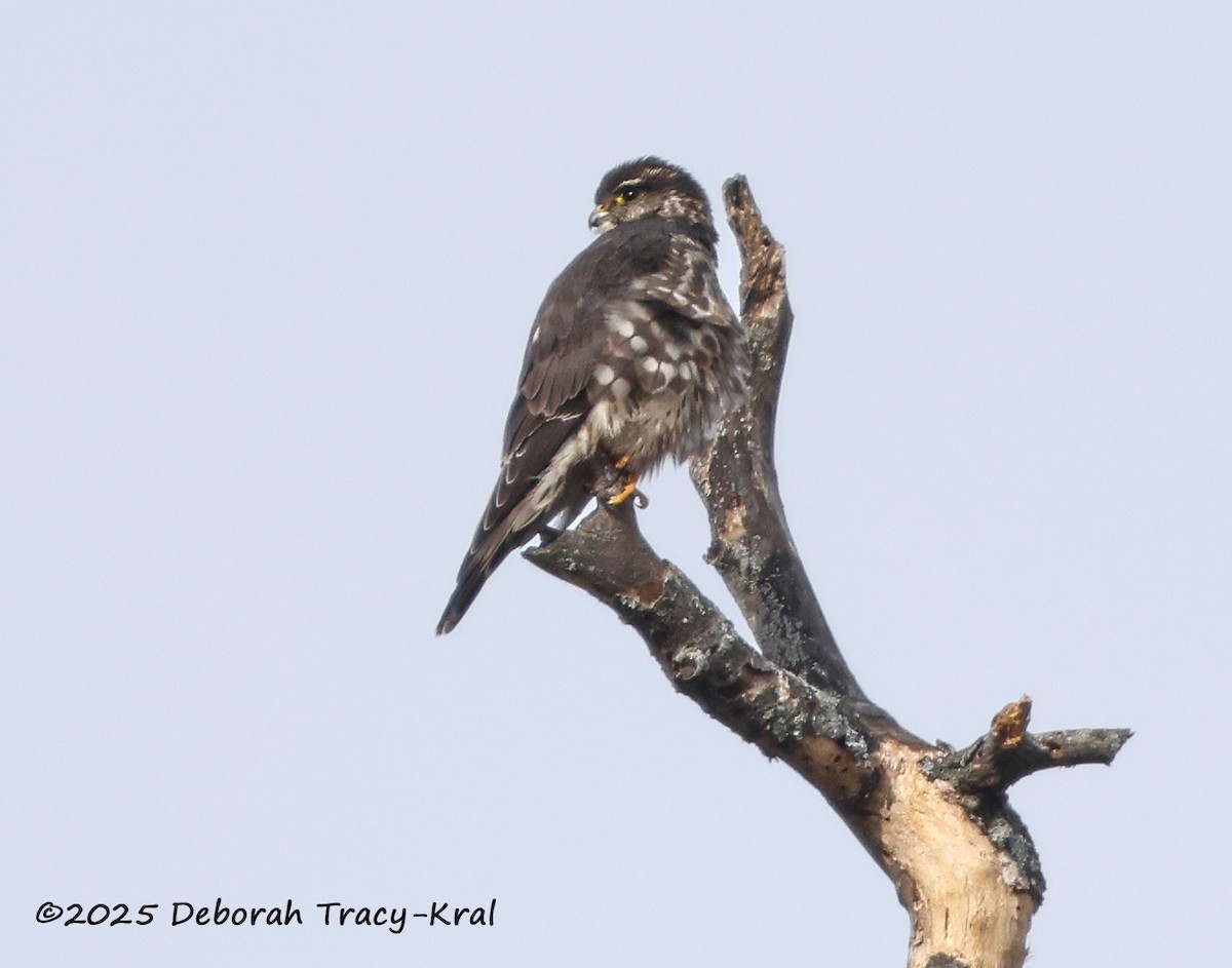 dřemlík tundrový - ML647578374