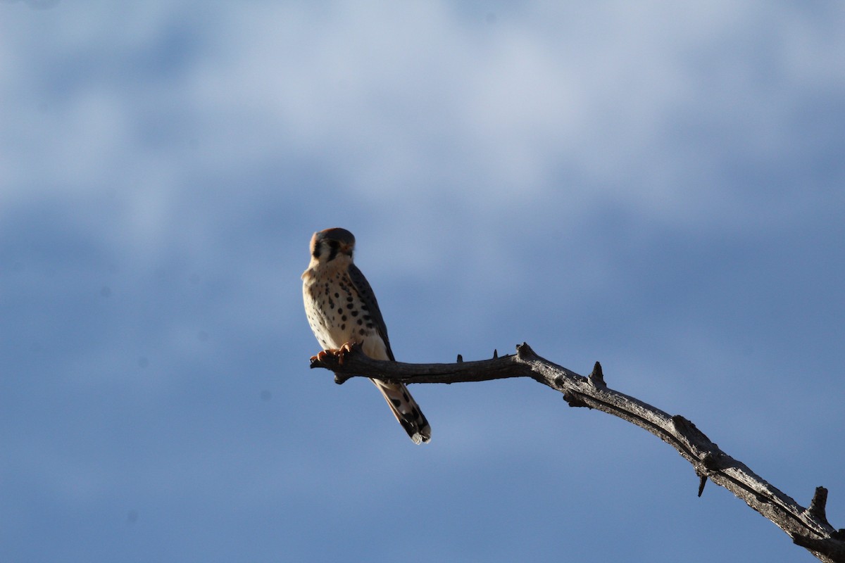 poštolka pestrá - ML647578375