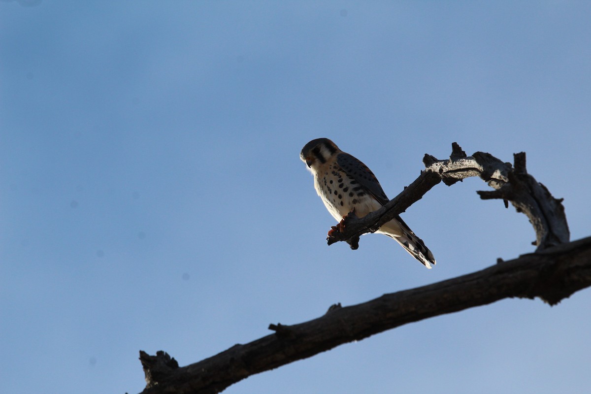 poštolka pestrá - ML647578376