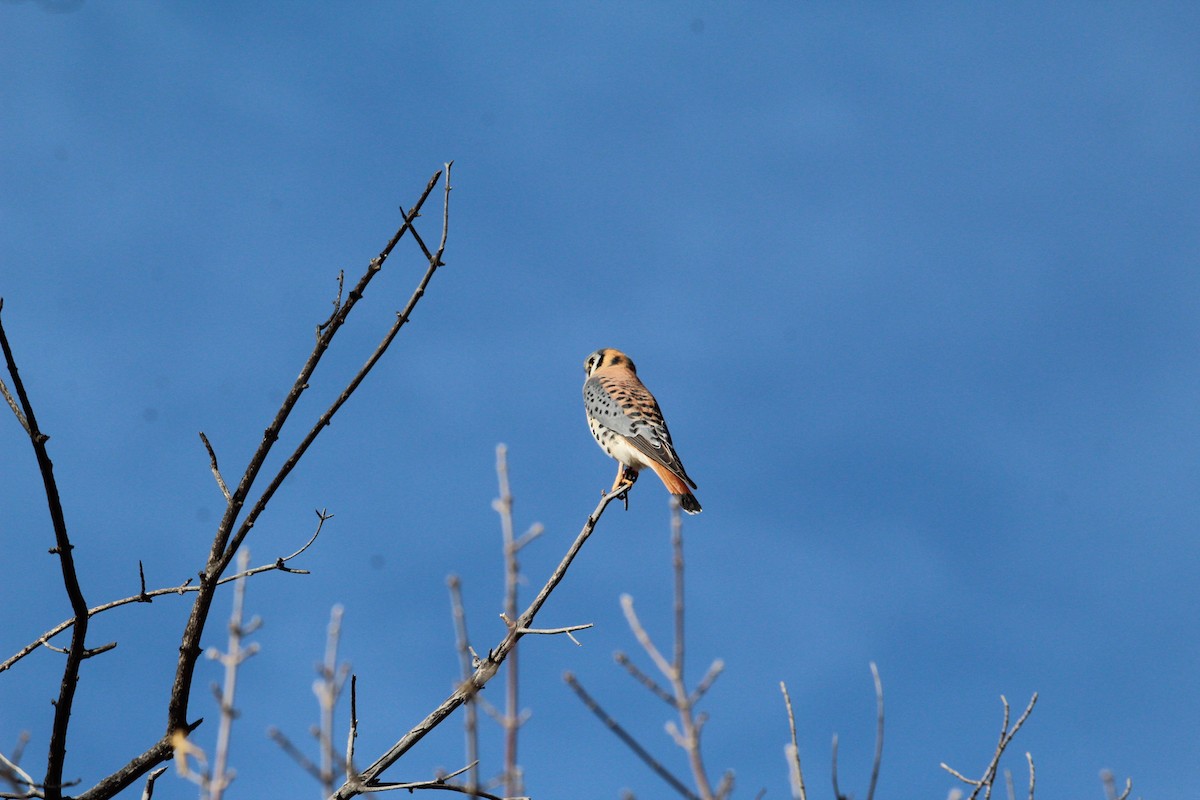 poštolka pestrá - ML647578377