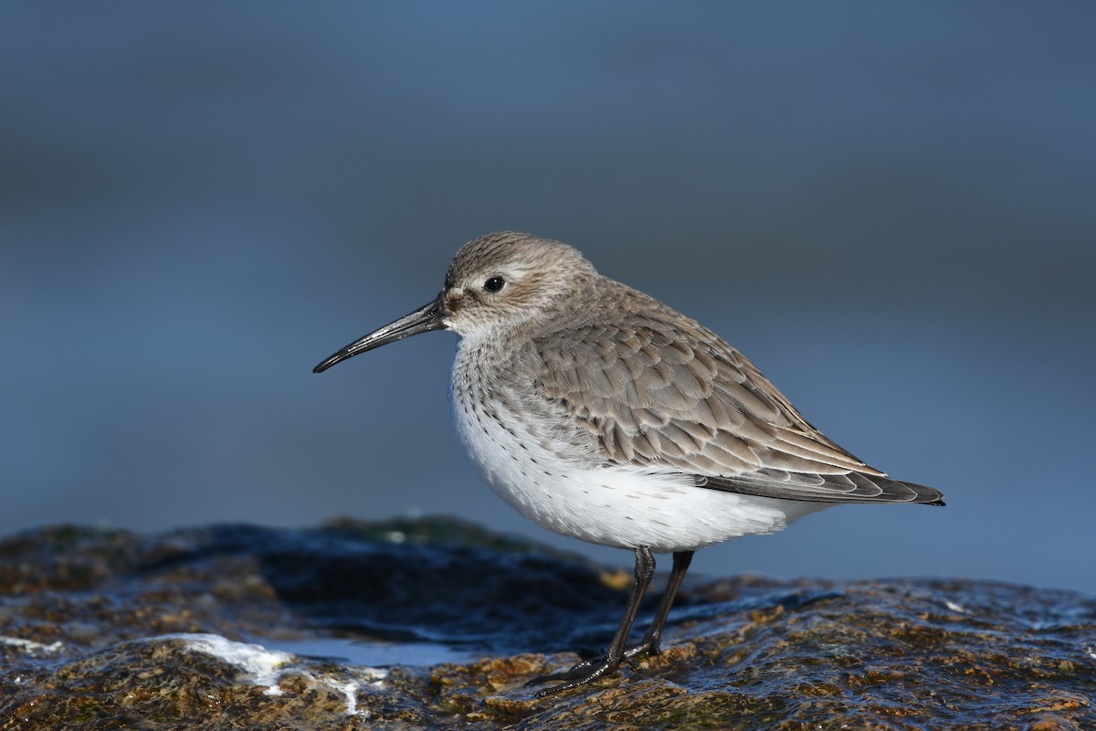 jespák obecný - ML647578379