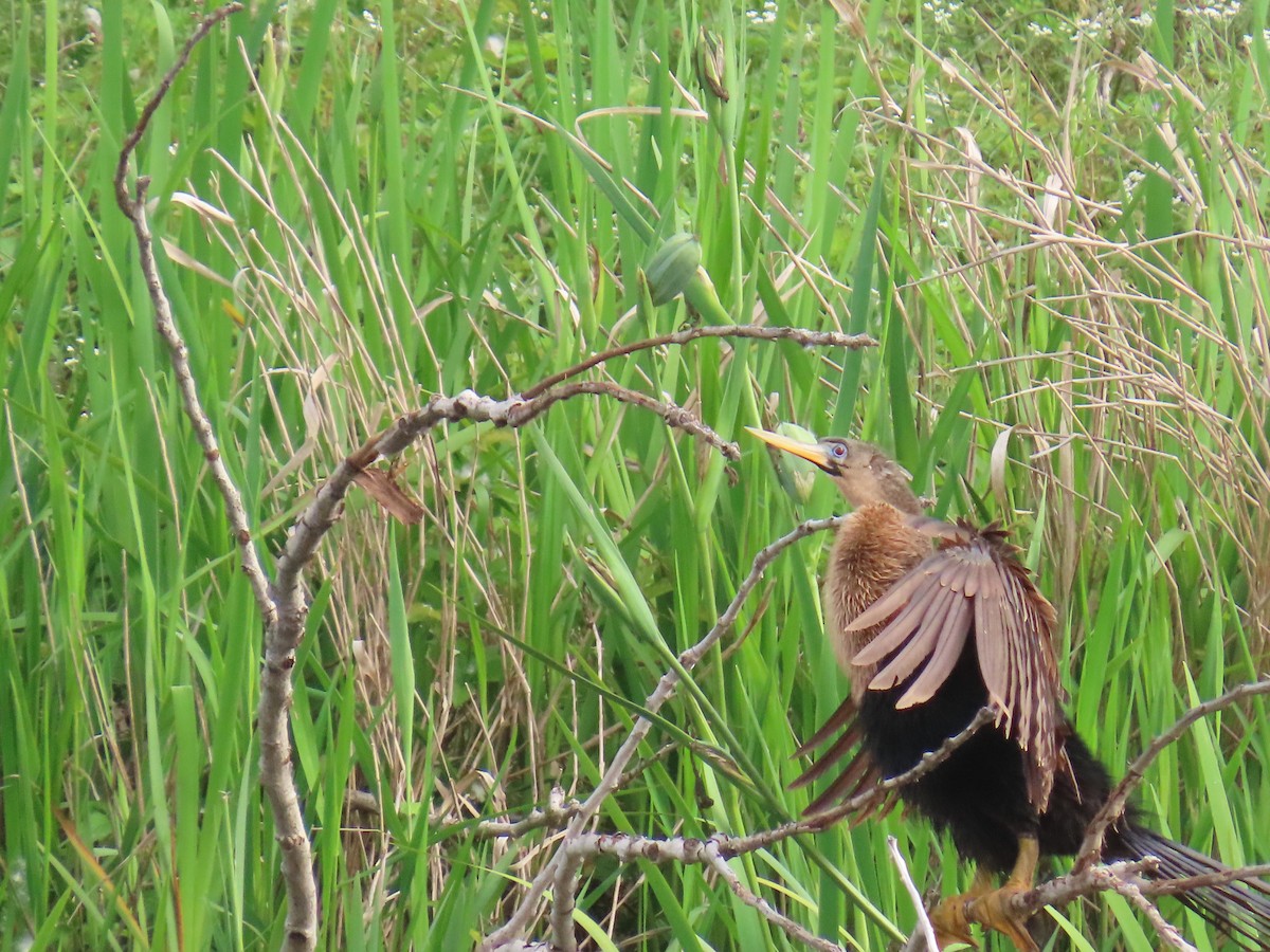 anhinga americká - ML647578382