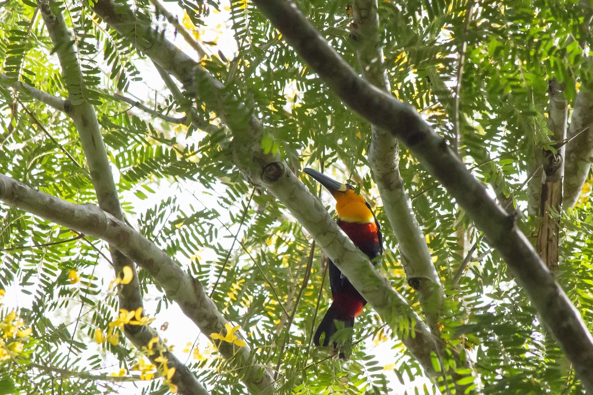 tukan volavý - ML647578387