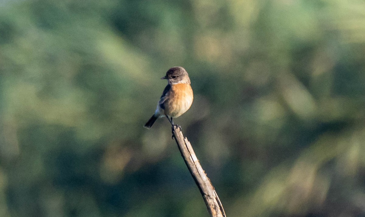 bramborníček černohlavý - ML647578389