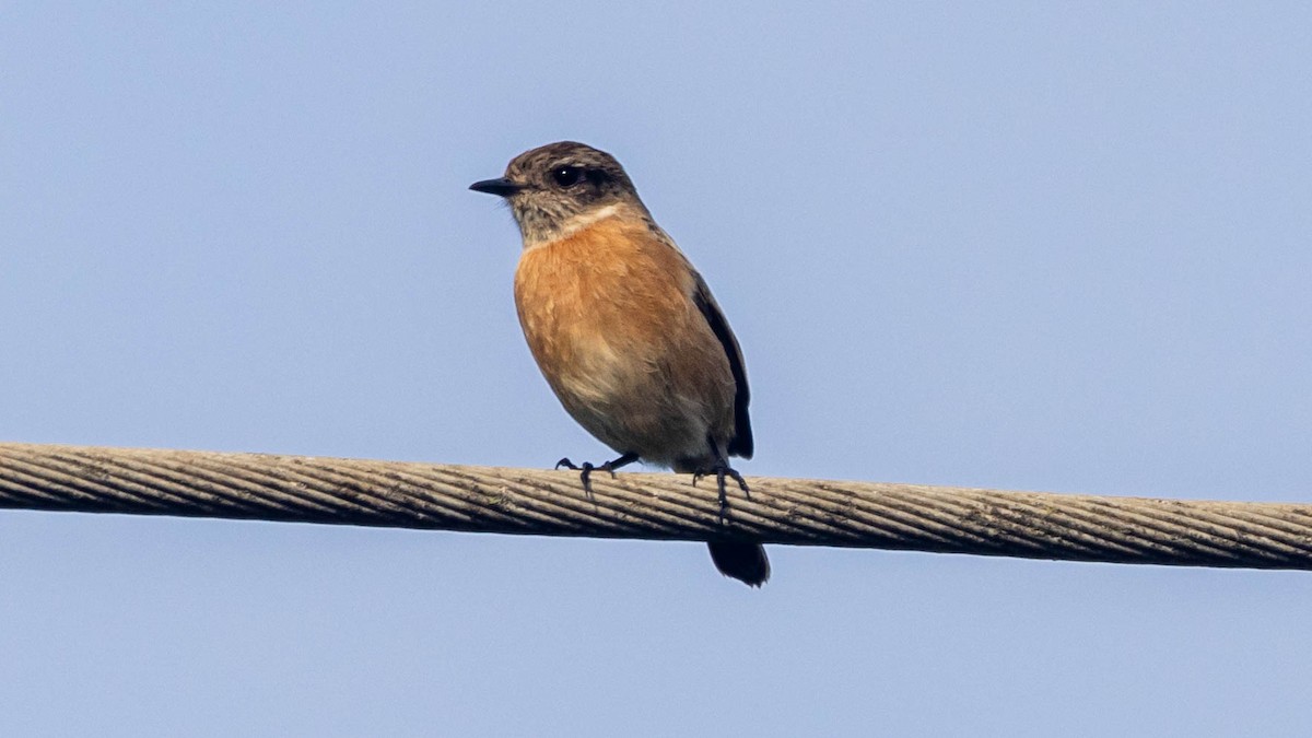 bramborníček černohlavý - ML647578390