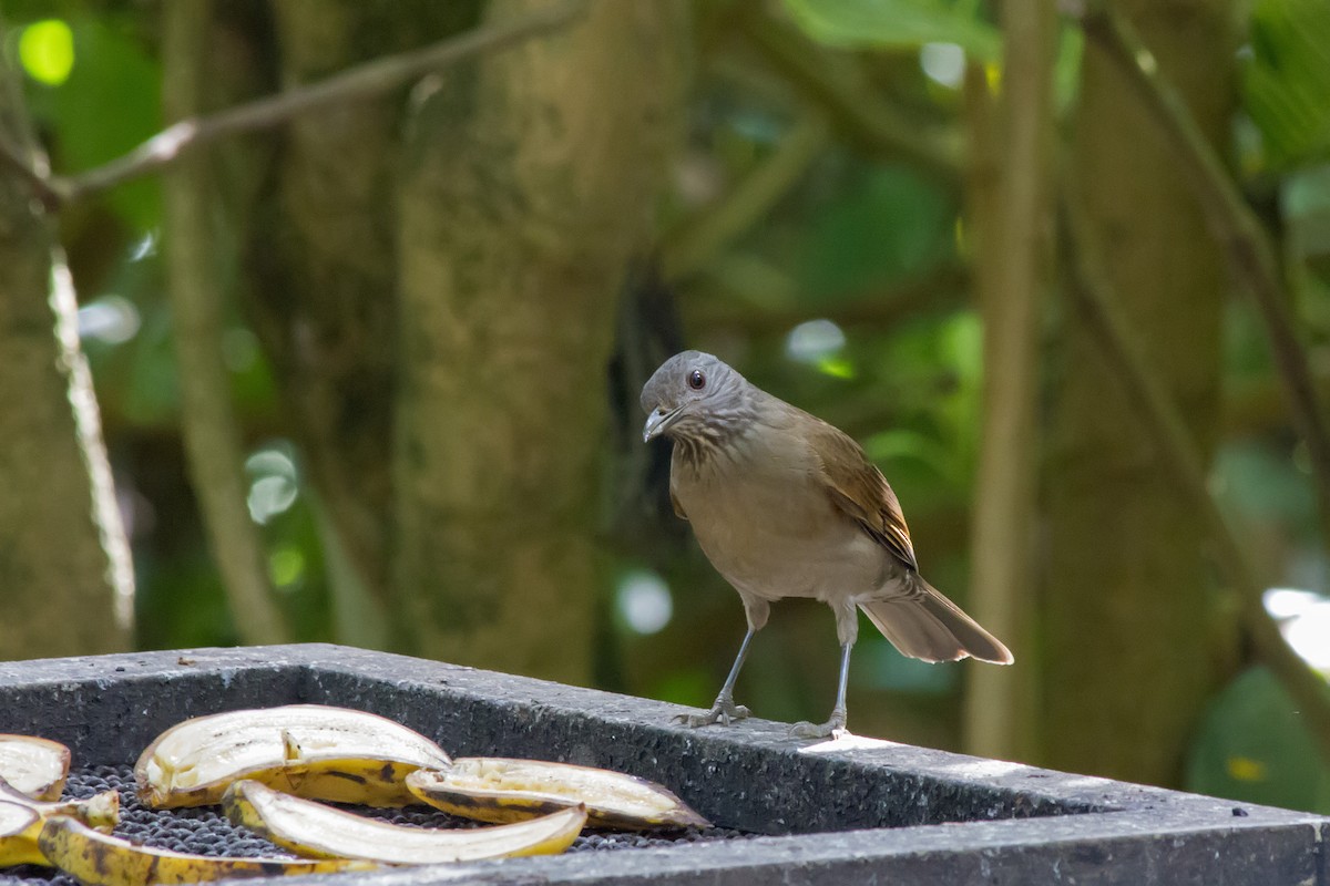 drozd bledoprsý - ML647578392