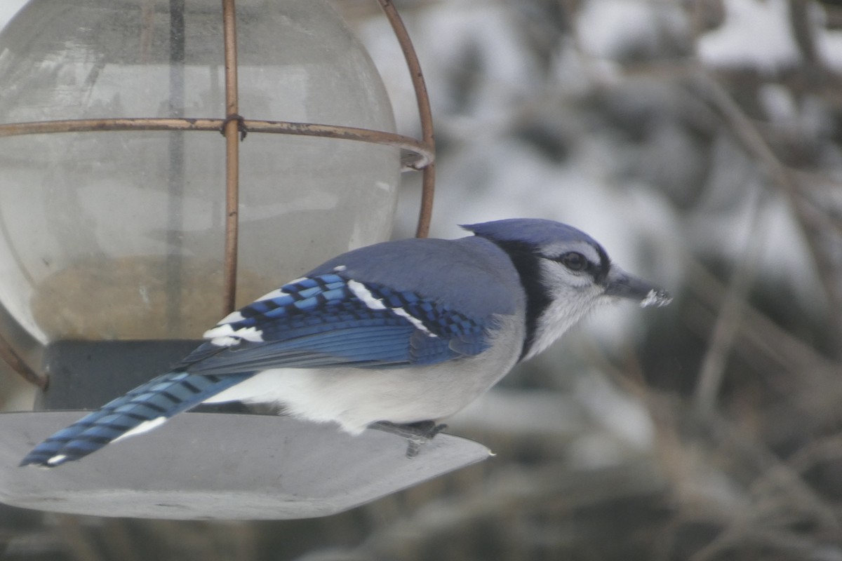 sojka chocholatá - ML647578394