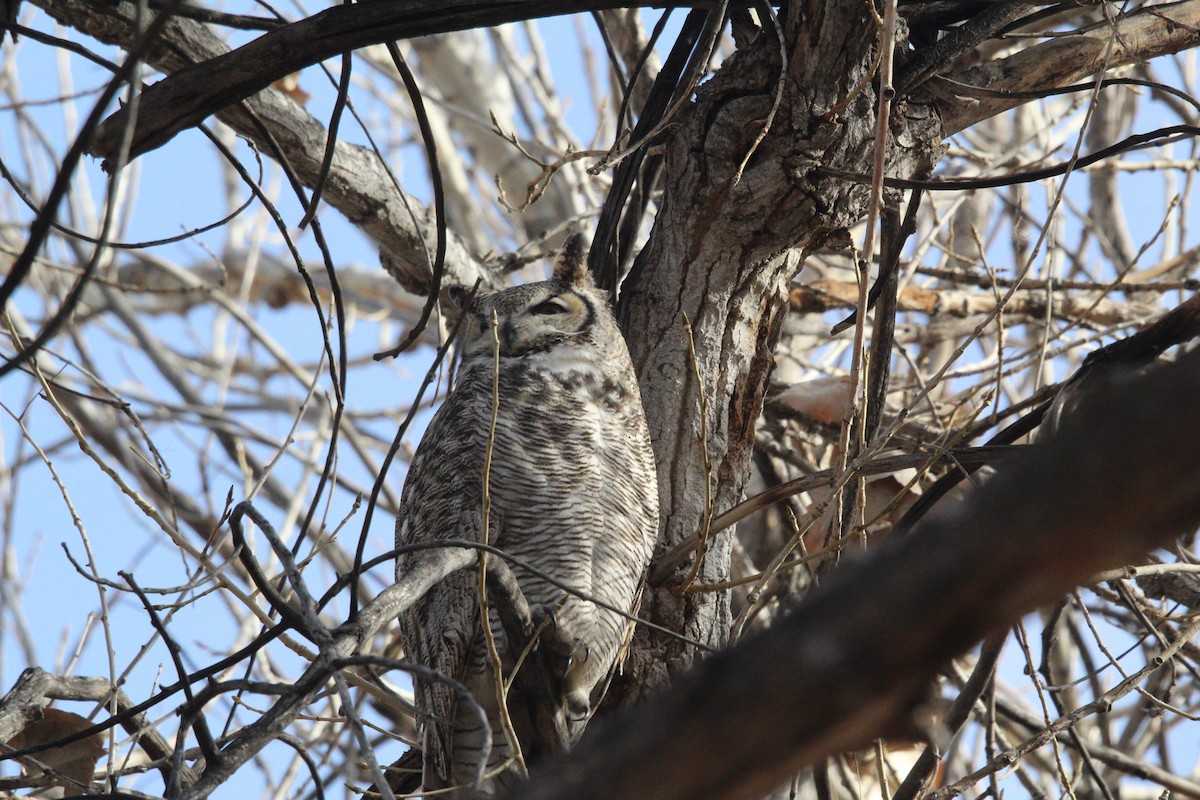 sýkora černohlavá - ML647578395