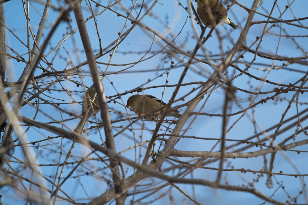 sýkora černohlavá - ML647578396