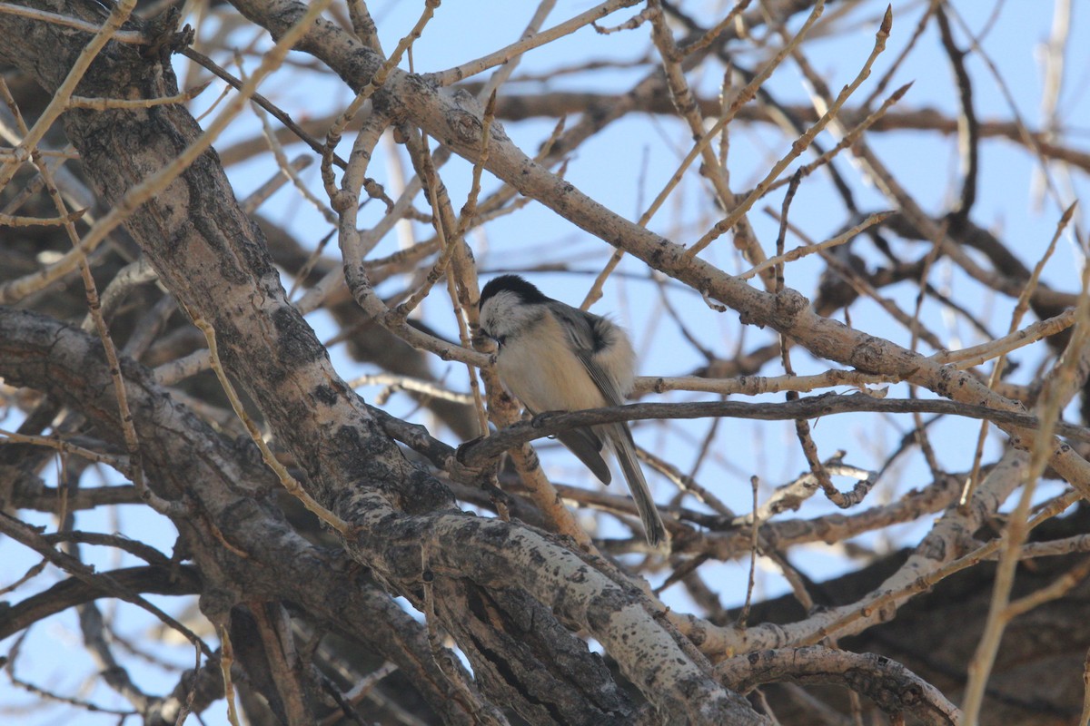 sýkora černohlavá - ML647578397