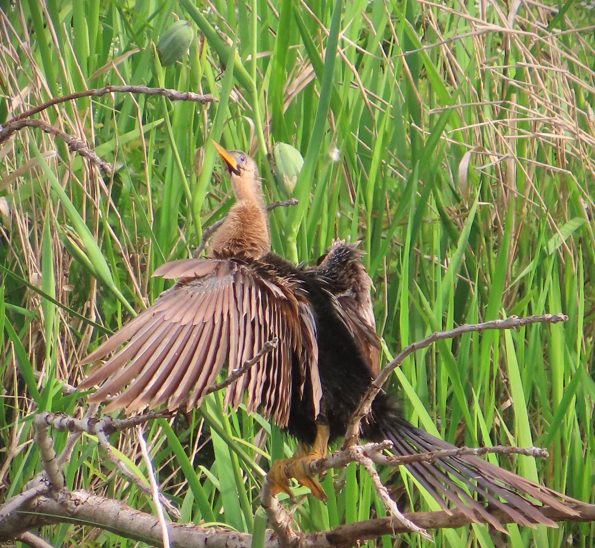 anhinga americká - ML647578398