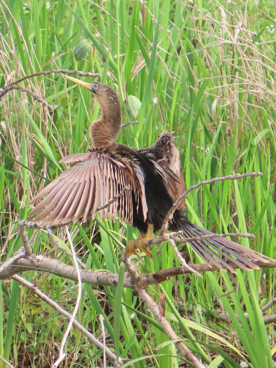 anhinga americká - ML647578400