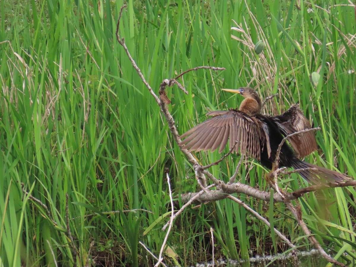 anhinga americká - ML647578401