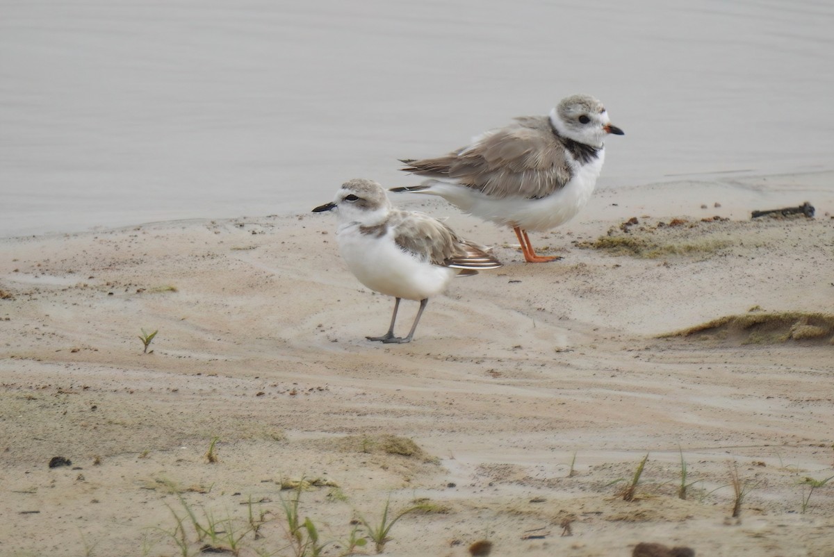 Islıkçı Cılıbıt - ML647578402