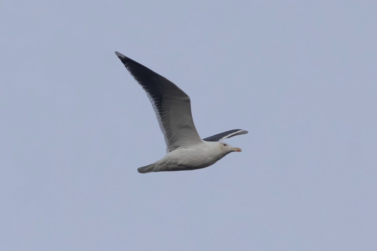 racek mořský - ML647578404