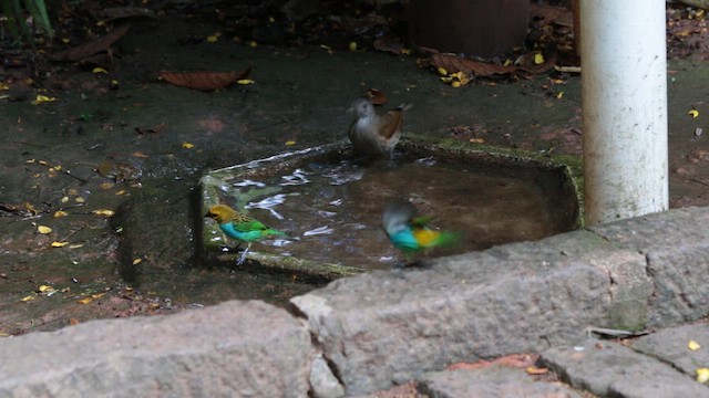 Танагра чорногорла - ML647578407