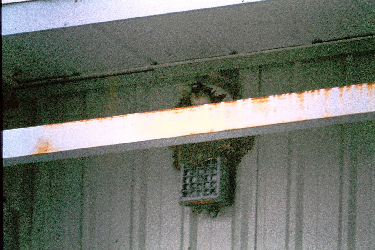 Cliff Swallow - ML647578420