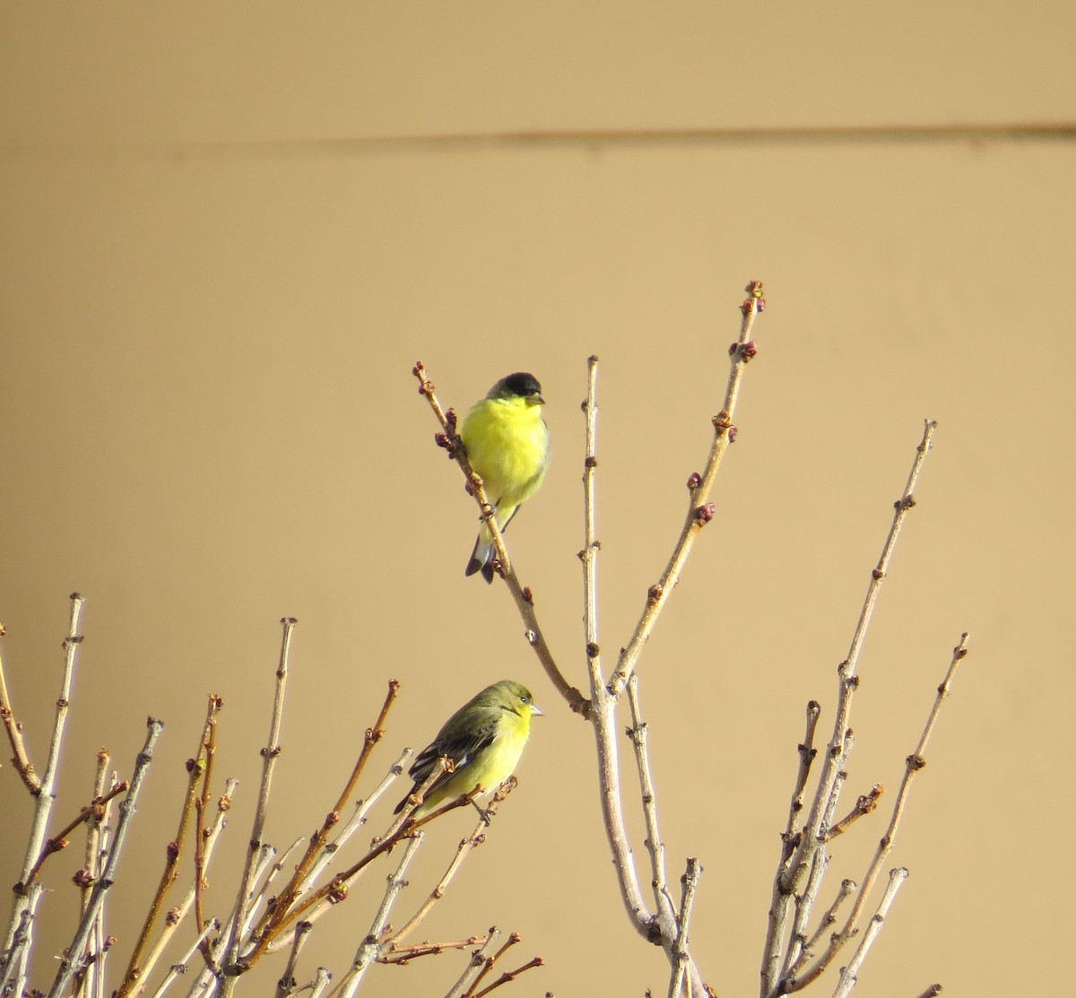 Lesser Goldfinch - ML647578434