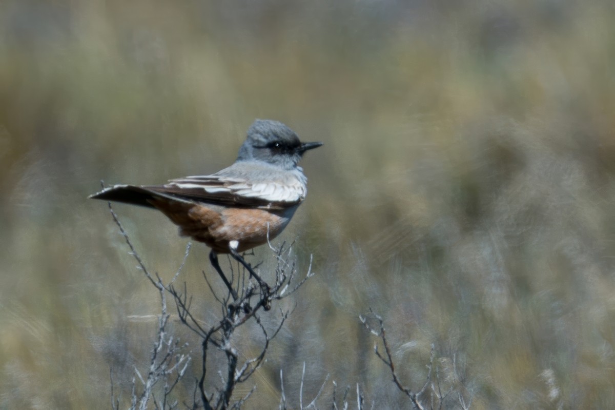 Chocolate-vented Tyrant - ML647578447