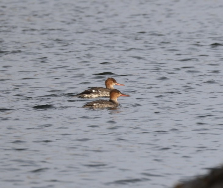 Red-breasted Merganser - ML647578466