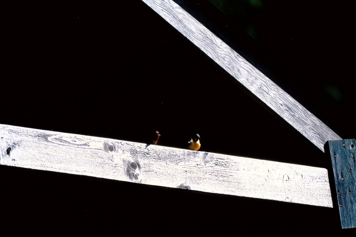 Ластівка сільська - ML647578467