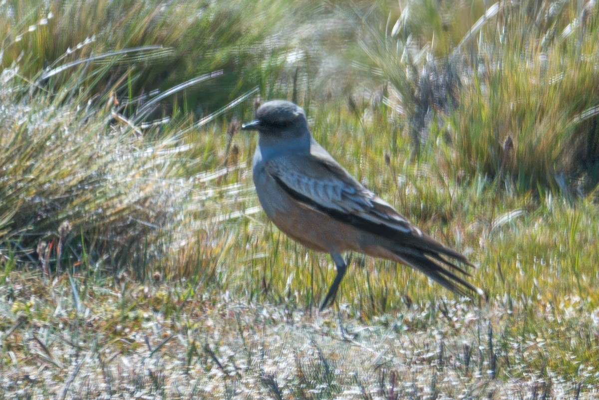 Chocolate-vented Tyrant - ML647578481