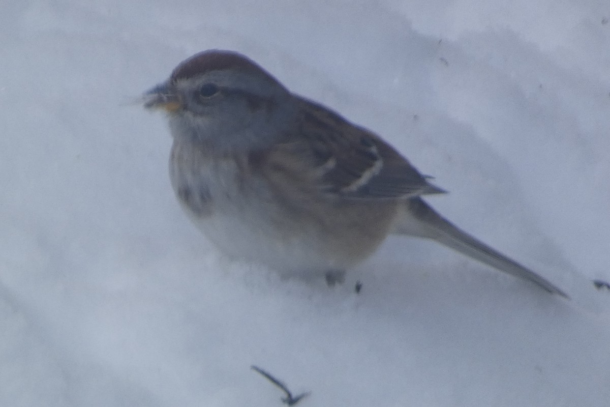 American Tree Sparrow - ML647578493