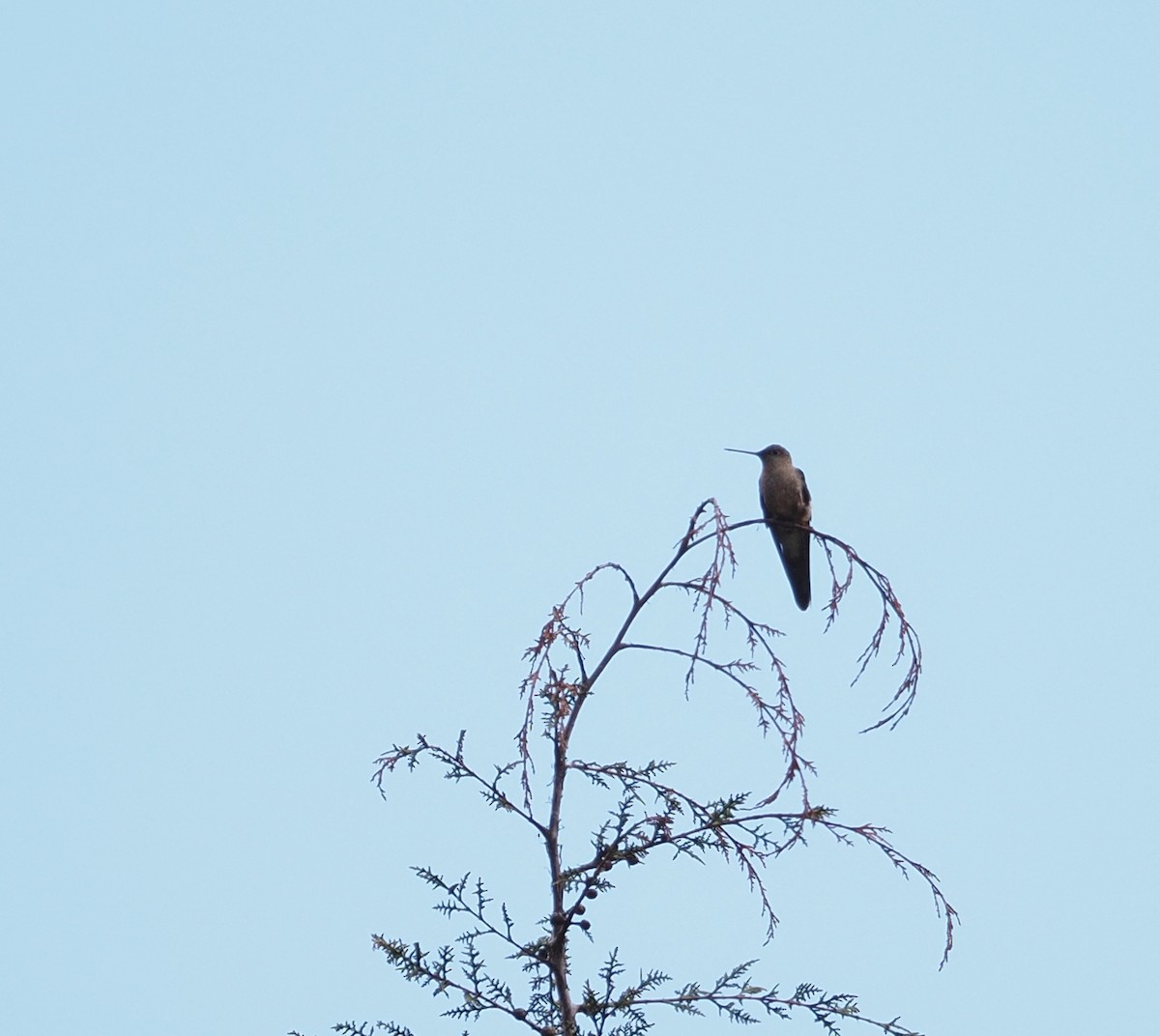 Giant Hummingbird - ML647578499