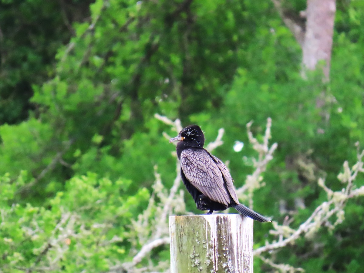 kormorán neotropický - ML647578500