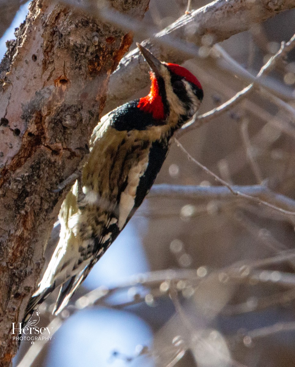 datel rudošíjný - ML647578501