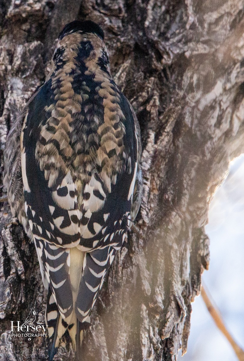 datel rudošíjný - ML647578502