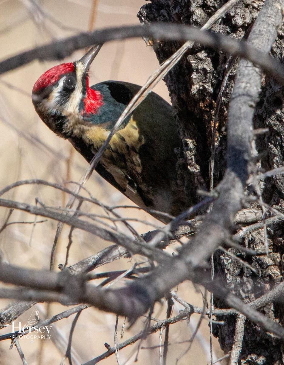 datel rudošíjný - ML647578503