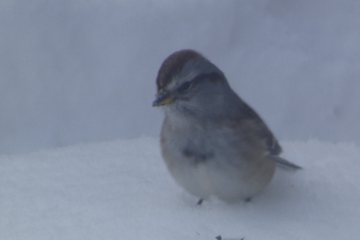 strnádka pokřovní - ML647578504