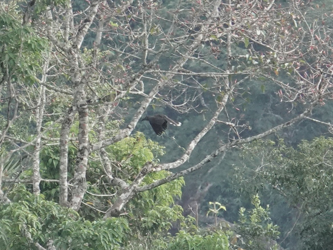 zoborožec hnědý - ML647578509