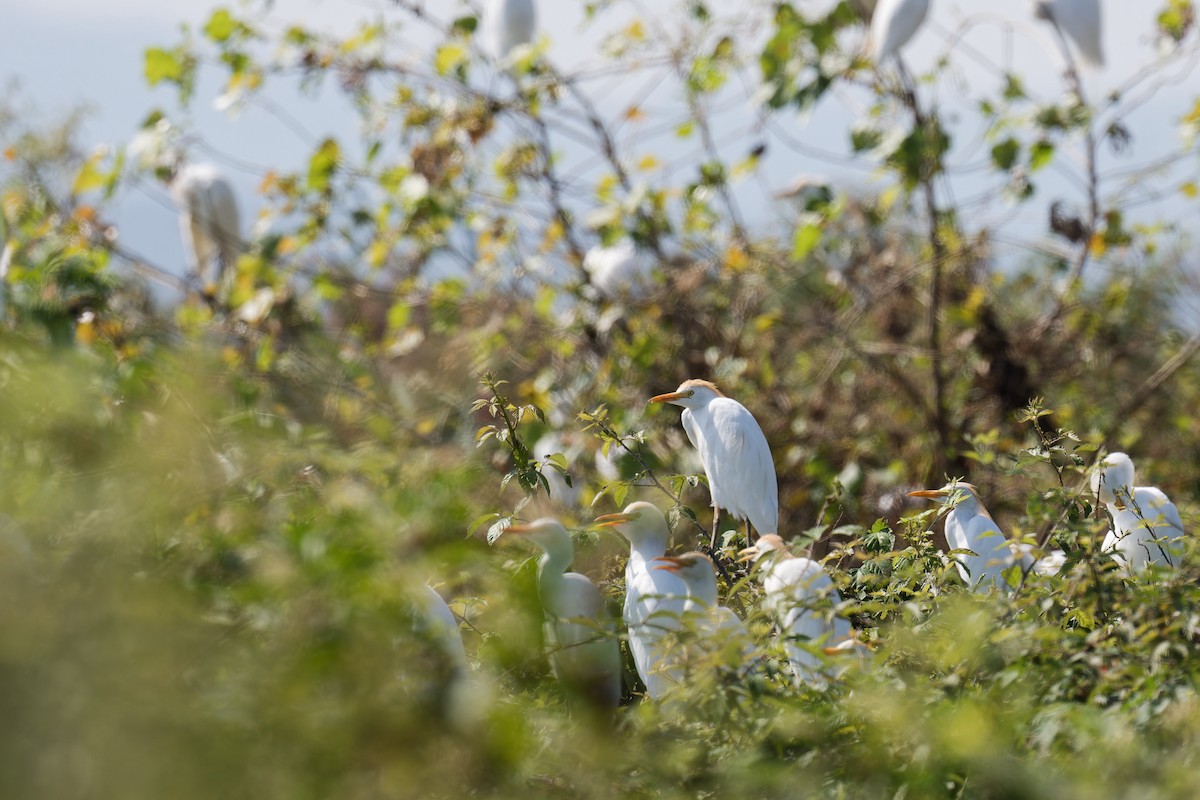 volavka rusohlavá - ML647578511