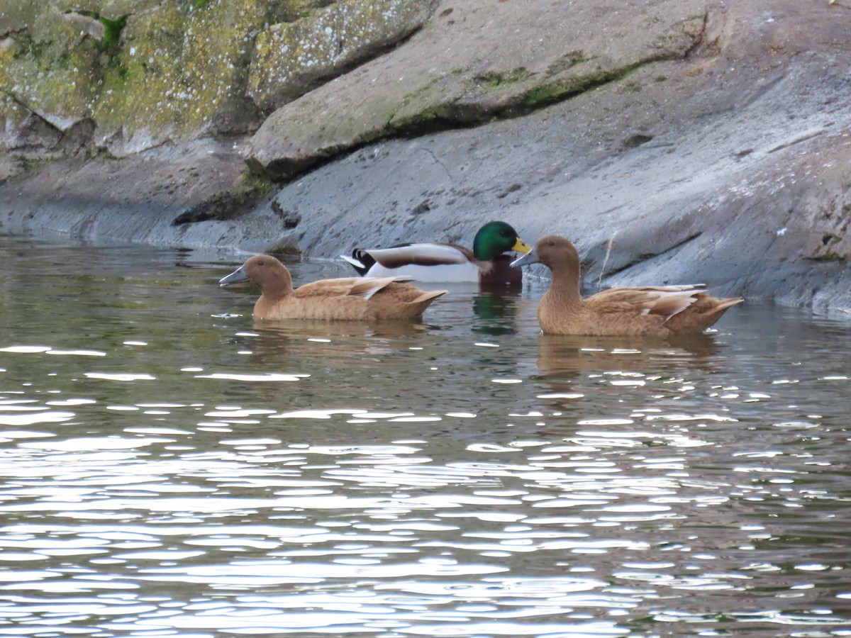 kachna divoká - ML647578512