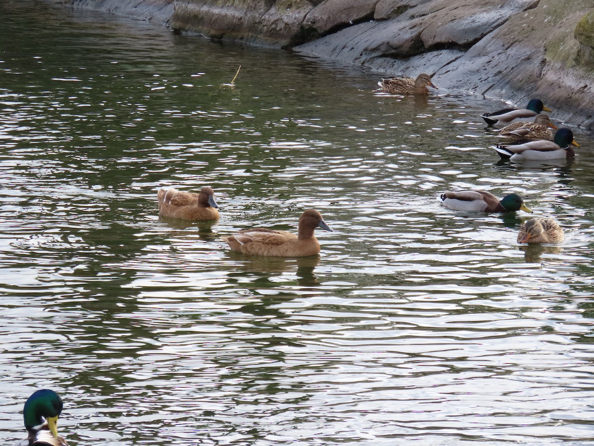 kachna divoká - ML647578513