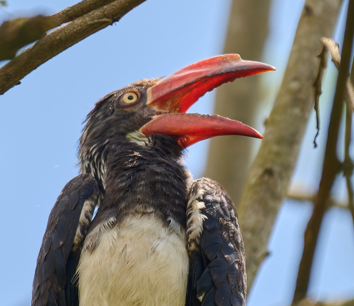 zoborožec korunkatý - ML647578514