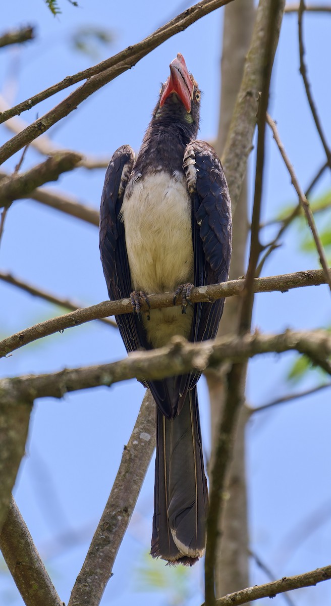 zoborožec korunkatý - ML647578515