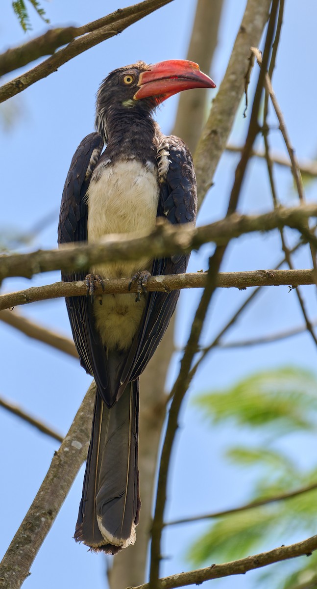 zoborožec korunkatý - ML647578516