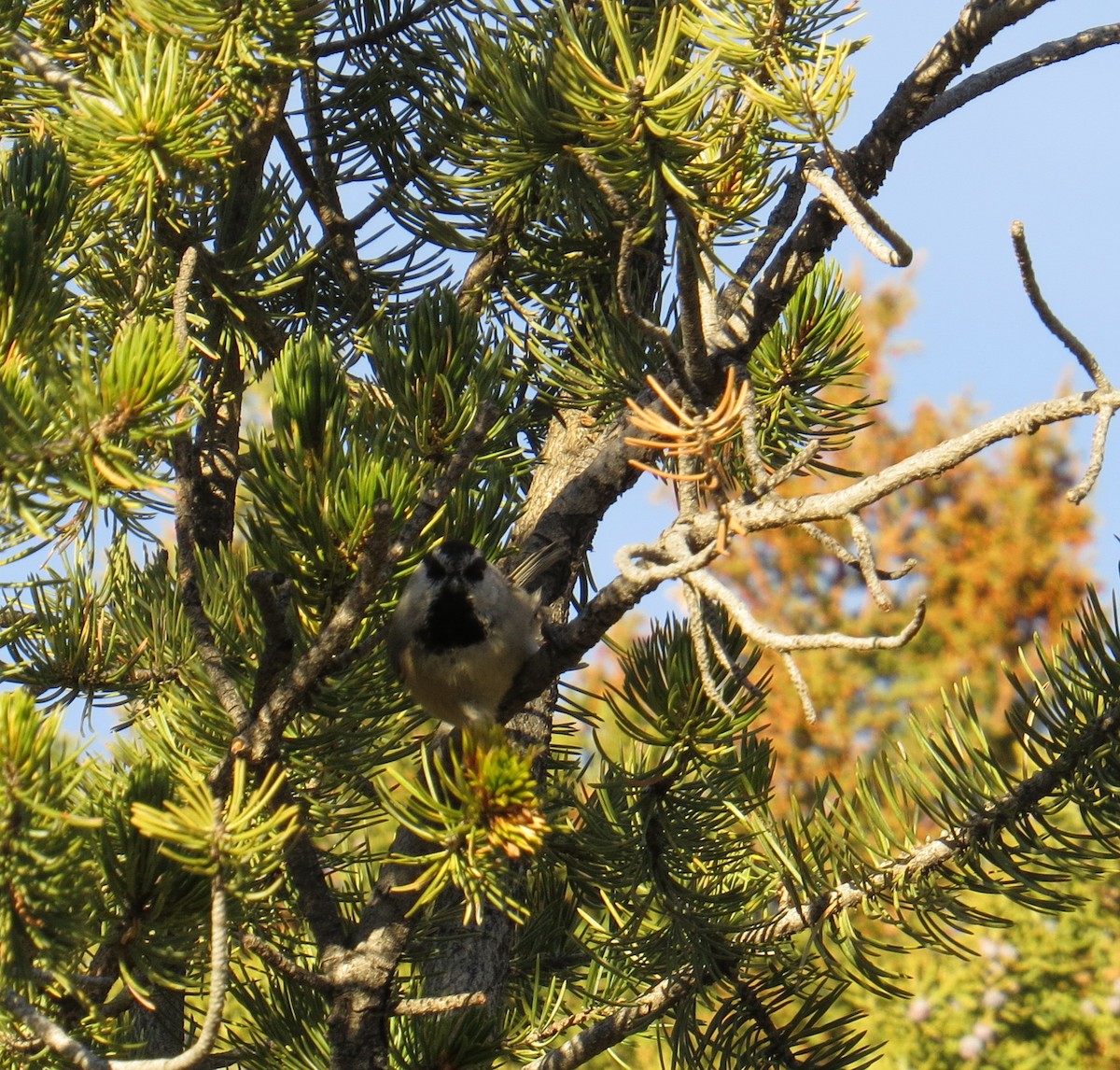 sýkora horská - ML647578517