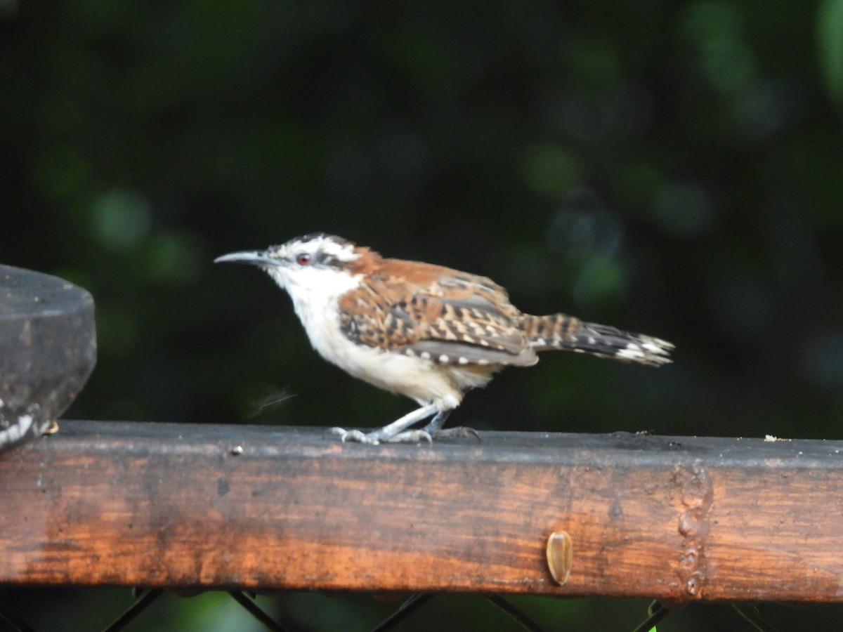 střízlík rezavohřbetý - ML647578520