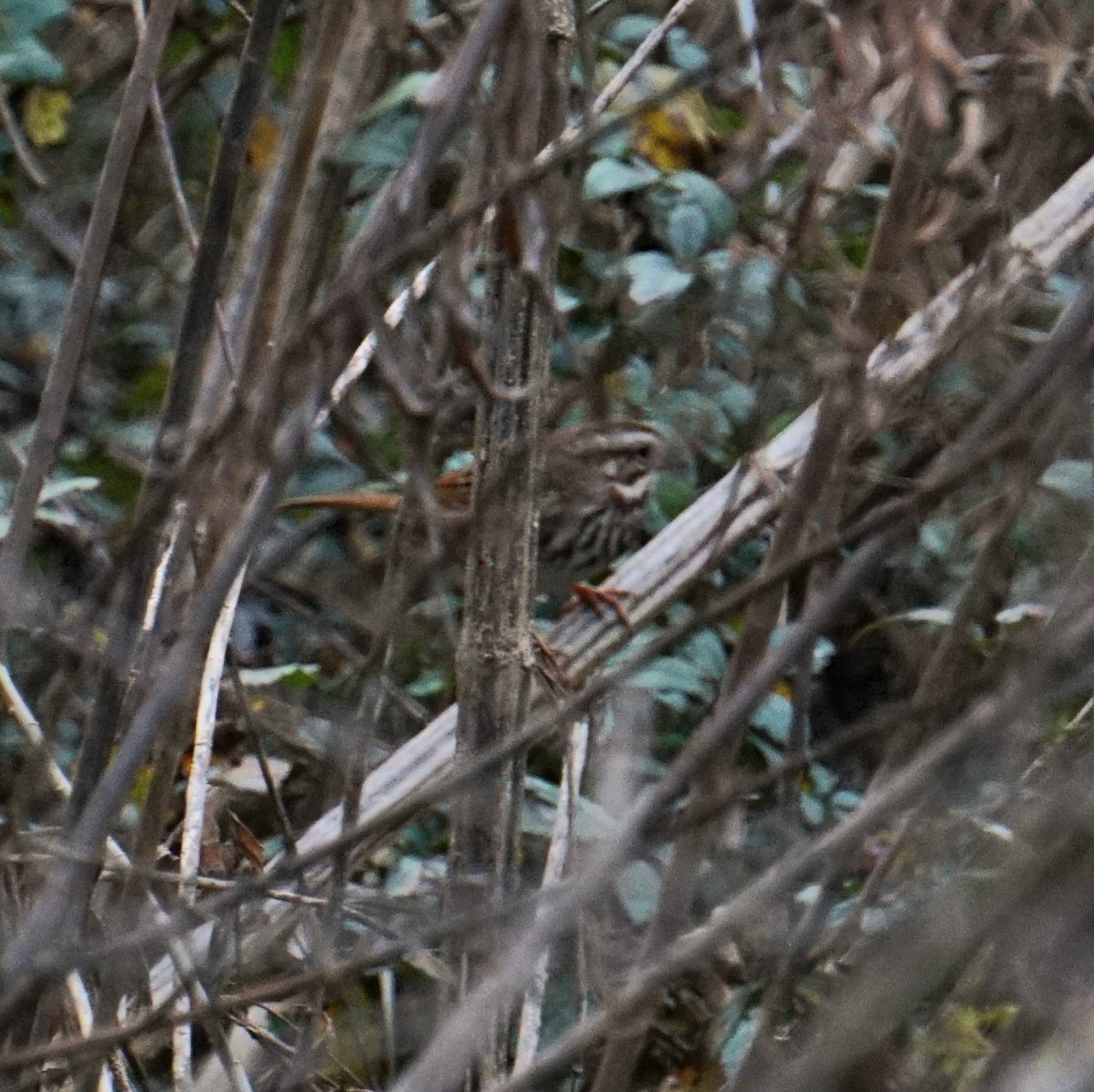 strnadec zpěvný - ML647578521