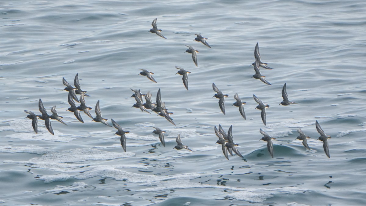 jespák mořský - ML647578522